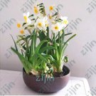 Fresh 100pcs Seed Narcissus White Daffodil Flower Perennial Flores Narciso Daffodil