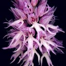 Fresh Orchis Italica 100PCS Pyramid Monkey Orchid Italian Man Orchid Balcony Seeds