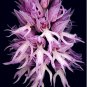 Fresh Orchis Italica 100PCS Pyramid Monkey Orchid Italian Man Orchid Balcony Seeds