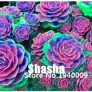 Fresh 200 Pcs Succulent AngiospermFlower Pseudotruncatella Living Stone Lithops Seeds