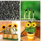 Fresh 20 Dwarf Sunflower Dwarf Mini Sunflower Balcony Mini Seeds