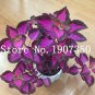 Fresh 200 pcs Coleus s Rainbow Coleus blumei Japanese Flower s s Men Gift Semente Seeds