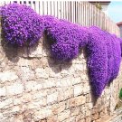Fresh 100 Pcs Creeping Thyme Seeds or Multi color ROCK CRESS Seeds flower