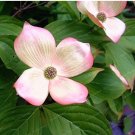 Fresh Dogwood Ornamental Fruit Semillas Can Edible Flower Pots ers Garden 20 Pcs Seeds
