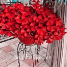 Fresh 100 Pcs Oxalis Wood Sorrel Flower Oxalis Purple Shamrock Clover Real Flower Seeds