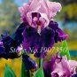Fresh 100 pcs Iris Flower s Flores para jardim Semenata of Flowers Purify The Air Seeds