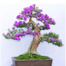 Fresh 50 Colorful Lilac Japanese Lilac (Extremely Fragrant) Clove Flower Lilac Trees Seeds