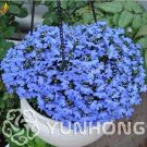 Fresh 100pcs Blue Flower Aubrieta cultorum Bonsai Violet Bonsai Queen Flower Bonsai Seeds