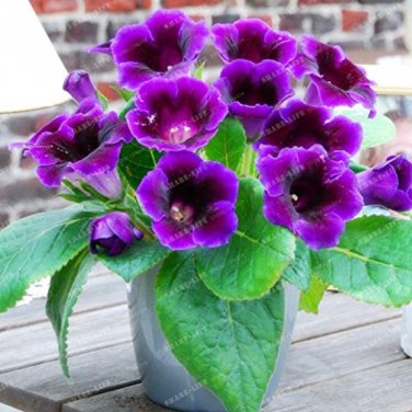 Fresh 9 Colors Gloxinia Sinningia Gloxinia Flower Home Garden Ornamental 100PCS Seeds