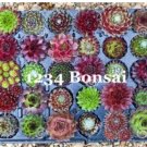 Fresh 100 Pcs/Lot Sempervivum Succulent (Sempervivum Oubeni Makiginu) (Col:18) Seeds