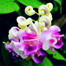 Fresh 20 PCS/Pack Snail Vine Seeds Wisteria Snail Vine Flores s Pot Flowers as