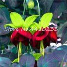 Fresh Mixed Colors Lantern Flower Balcony Flower Fuchsias 100 PcsHome Garden Seeds