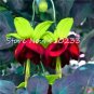Fresh Mixed Colors Lantern Flower Balcony Flower Fuchsias 100 PcsHome Garden Seeds