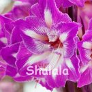 Fresh 100 Pcs Mixed Amaryllis Seeds Not Bulbs Balcony Lily Flower Pots Flowers