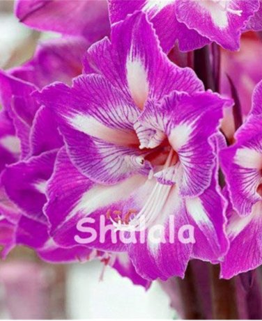 Fresh 100 Pcs Mixed Amaryllis Seeds Not Bulbs Balcony Lily Flower Pots Flowers