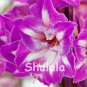 Fresh 100 Pcs Mixed Amaryllis Seeds Not Bulbs Balcony Lily Flower Pots Flowers