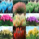 Fresh 1000Pcs / Bag Colorful Pampas Grass Cortaderia Seed areative (Color: Multi)