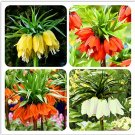 Fresh 30PCS Crown Imperial Wang Fritillaria Ground Cover See (Color: Mix) Seeds