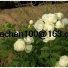Fresh Rose Vinelings Being Miniature Rose Landscaping 100 Flower Seed (Color: Yellow)
