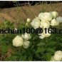 Fresh Rose Vinelings Being Miniature Rose Landscaping 100 Flower Seed (Color: Yellow)