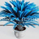 Fresh 10 pcs/Bag Blue Cycas Sago Palm Tree Cycas Tree The Budding Rate 97% Potted Seeds