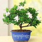 Fresh 100 Pcs/Pack ia (Cape Jasmine) Potted Amazing Smell FlowersRoom Seeds