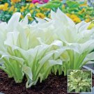 Fresh 100 pcs/bag hosta s hosta seeds flower seeds a kind of Coleus seeds