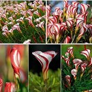 Fresh New 100PCS Rare Oxalis Versicolor Flower Seeds for Home Garden