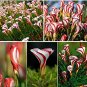 Fresh New 100PCS Rare Oxalis Versicolor Flower Seeds for Home Garden