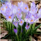 Fresh 200 Pcs Saffron Flower s SEEDS Flower Potted sHerb Flower