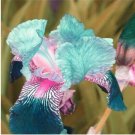 Fresh 100 PCS Iris Flower Flore 24 Colours Blooming Tectorum Perennial Flower Seeds