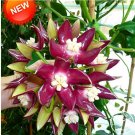 Fresh Hoya OrchidHoya Carnosa Orchid Flower Flores Series 100 PCS/Package (Col:Mix) Seeds