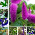 Fresh Acalypha Hispida Chenille Red Hot Cattail Grass 100 Seeds (Color: Mixed)