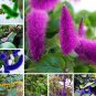 Fresh Acalypha Hispida Chenille Red Hot Cattail Grass 100 Seeds (Color: Mixed)