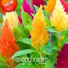 Fresh 200 PCS/Pack Colorful Pteri Cockscomb Seed (celosia spicata) Flore Flower a