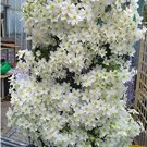 Fresh 100 Clematis vine flower seeds climbing clematis 1