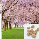 Fresh 10 pieces sakura seeds flower seed Japanese oriental cherry seed Pier 27