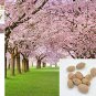 Fresh 10 pieces sakura seeds flower seed Japanese oriental cherry seed Pier 27