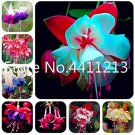 Fresh 100 Pcs Japanese Fuchsia Lanterns Flowers Spectabilis Flowering (Color: Mixed) Seeds