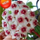 Fresh Green Hoya as Hoya Carnosa Flower Flores 100 Particles/Pack #DJ (Color: 15) Seeds