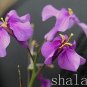 Fresh 100 Pcs February LAN Seed Charming Color Flower Seed