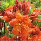 Fresh Azalea Rhododendron simsii Seeds Fire Orange