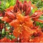 Fresh Azalea Rhododendron simsii Seeds Fire Orange