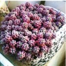 Fresh 200 Pcs/Bag Sedum Dasyphyllum Succulents Flower Variety Complete Interesting Seeds