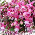 Fresh 100 Pcs Fuchsia Seeds Fuchsia Lantern Begonia Flower Seeds