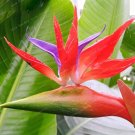Fresh Hot Sell Strelitzia Reginae Potted Flowers Bird of Paradise Flowers 50pc Seeds