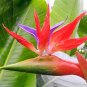 Fresh Hot Sell Strelitzia Reginae Potted Flowers Bird of Paradise Flowers 50pc Seeds
