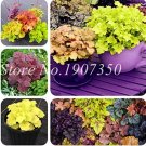 Fresh 100 Pcs Imported Heuchera Coral Flower Coral Bells (Coating) (Color: Mixed) Seeds