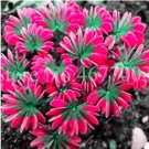 Fresh Mixed Oxalis Flowers Color Rotary Oxalis Versicolor So and Fragrant 100 Pcs/Bag Seeds