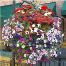 Fresh Balcony Patio Flower Bonsai Mixed Color Hanging Petunia Bonsai 200 pcs Seeds